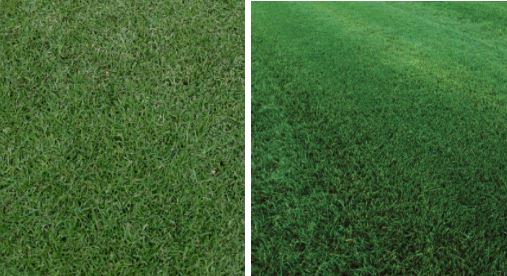 What Grass Blends Well With Bermuda My Heart Lives Here