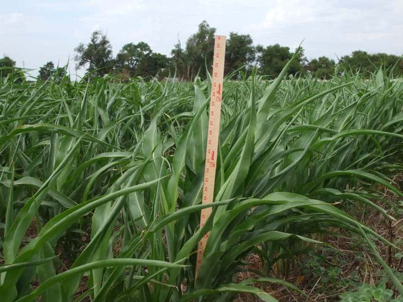 Meter stick measuring Sudan Grass