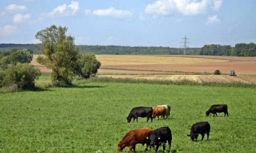 Cows grazing in a field