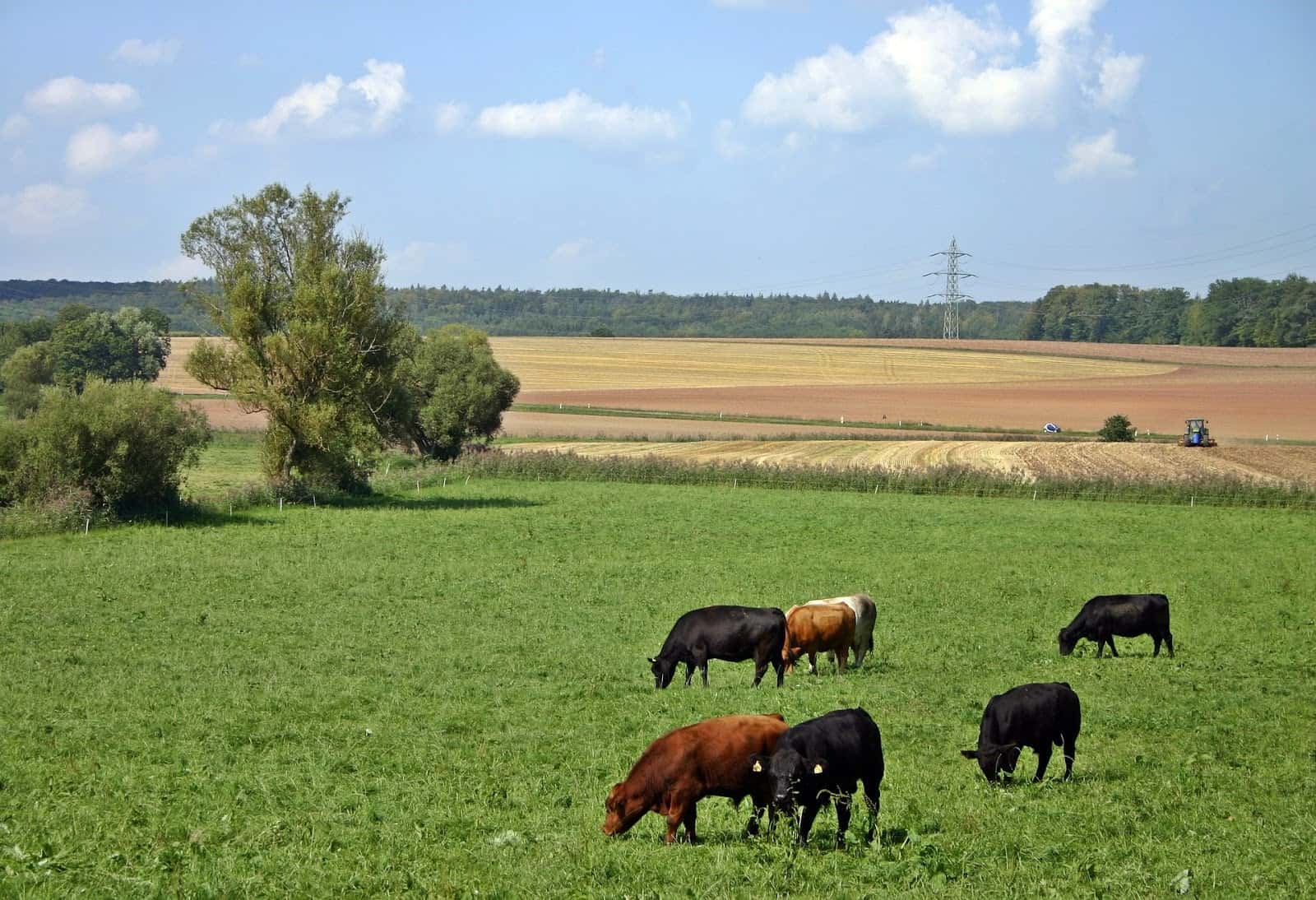 Cows grazing in a field