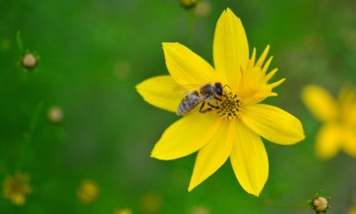 Bee pollinating yellow flower