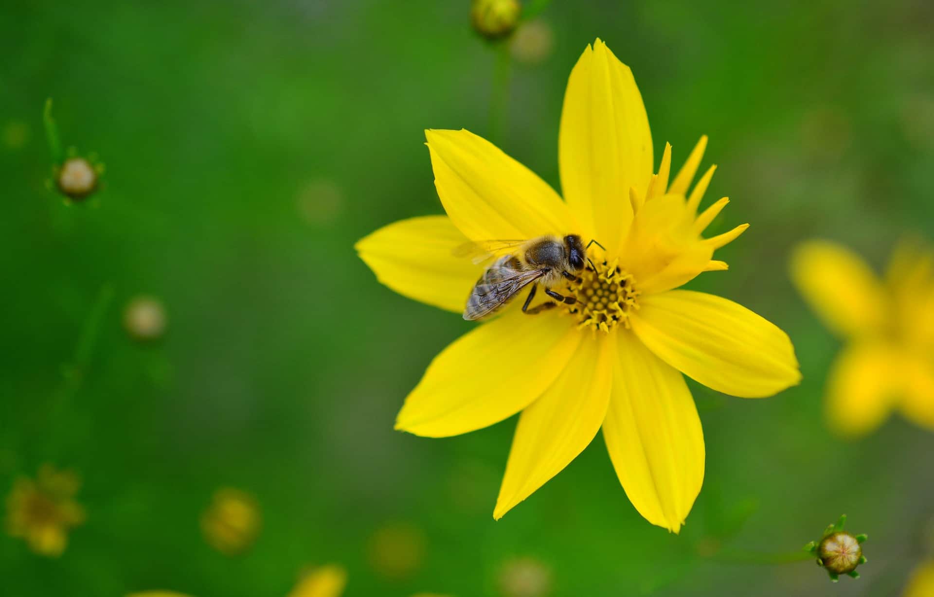 Bee pollinating yellow flower