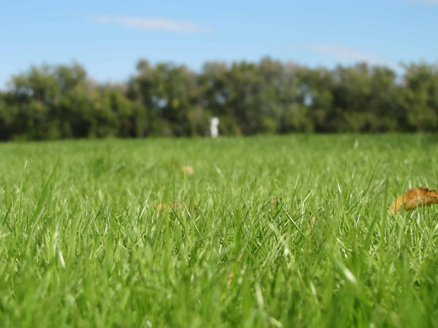 Fescue