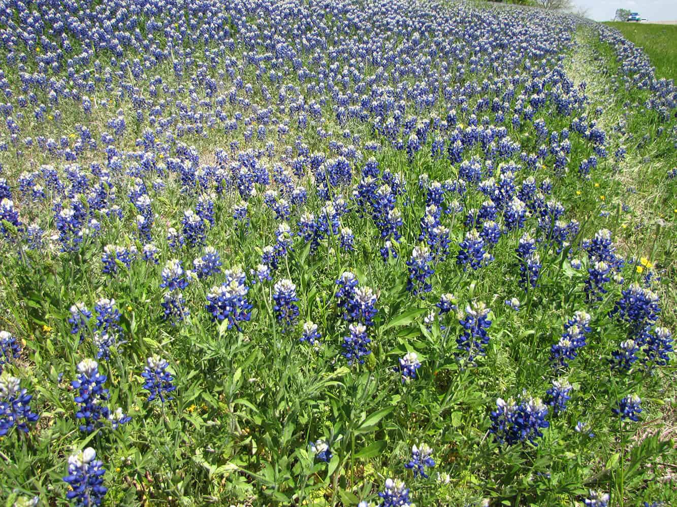 Texas Bluebonnets