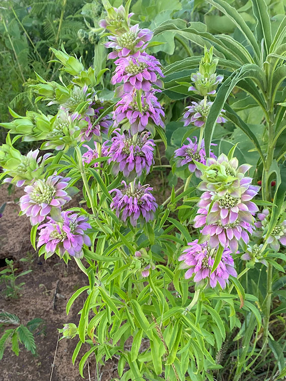 LEMON MINT - Johnston Seed Company