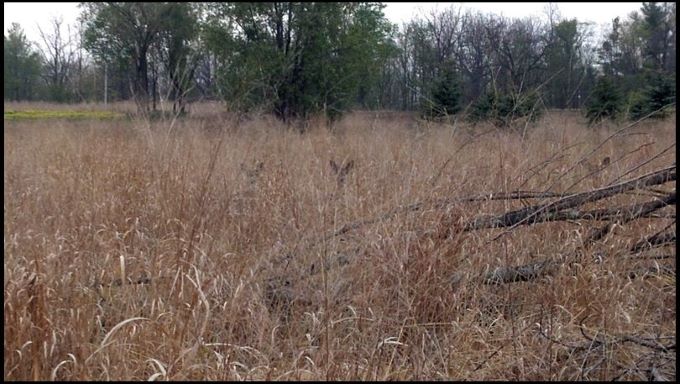 ALAMO SWITCHGRASS