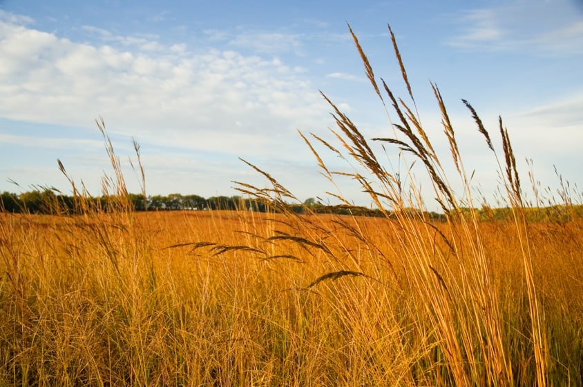 BIG FOUR NATIVE GRASS MIX