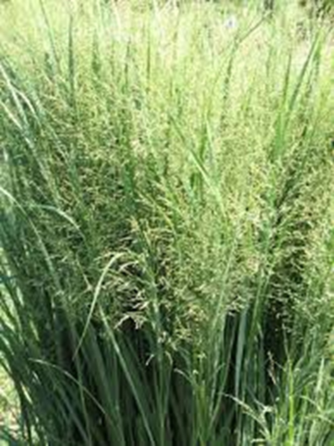 BLACKWELL SWITCHGRASS