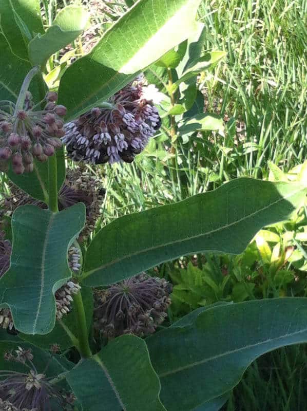 COMMON MILKWEED