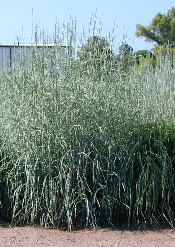 CHET SAND BLUESTEM