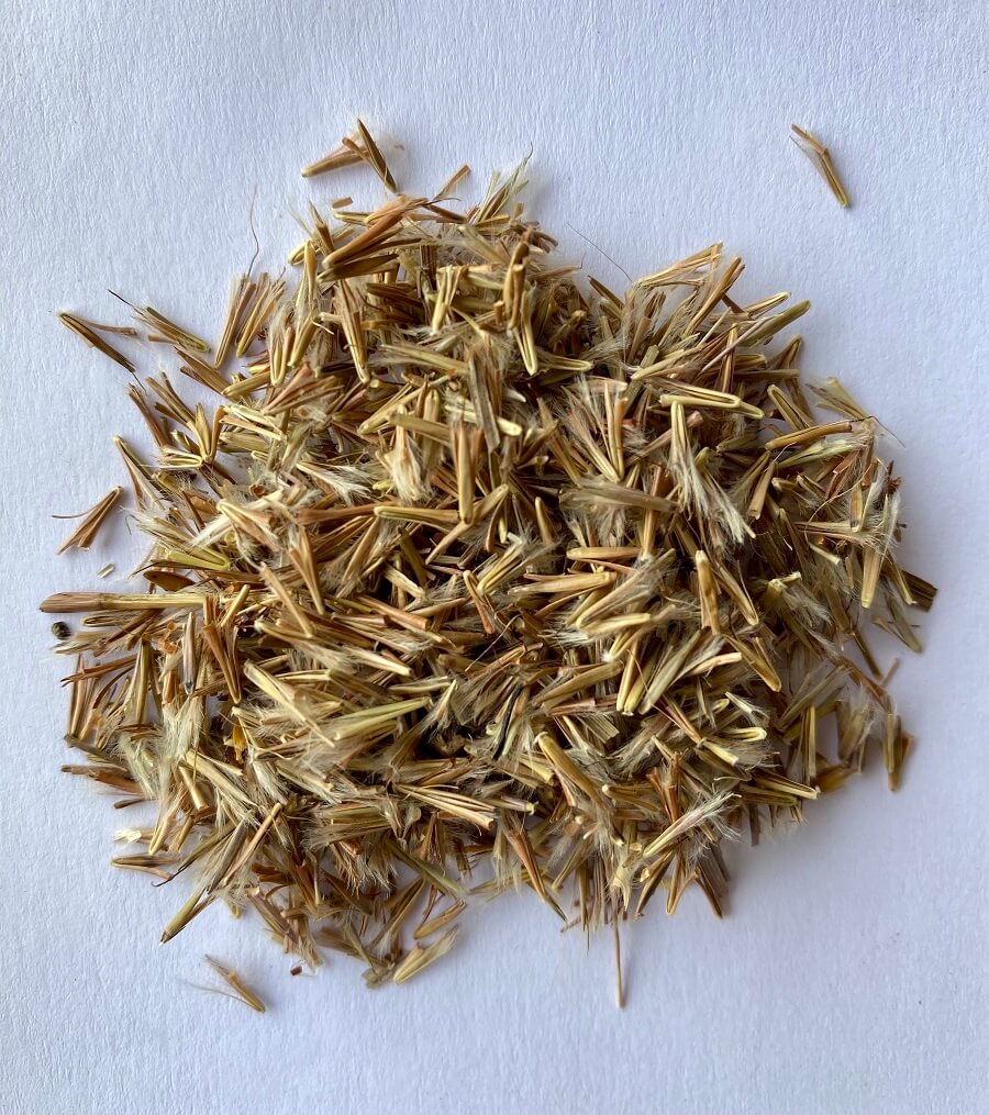 CIMARRON LITTLE BLUESTEM