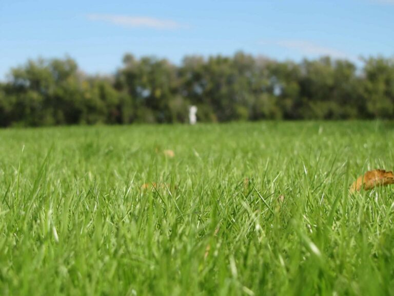 SURVIVOR TALL FESCUE BLEND