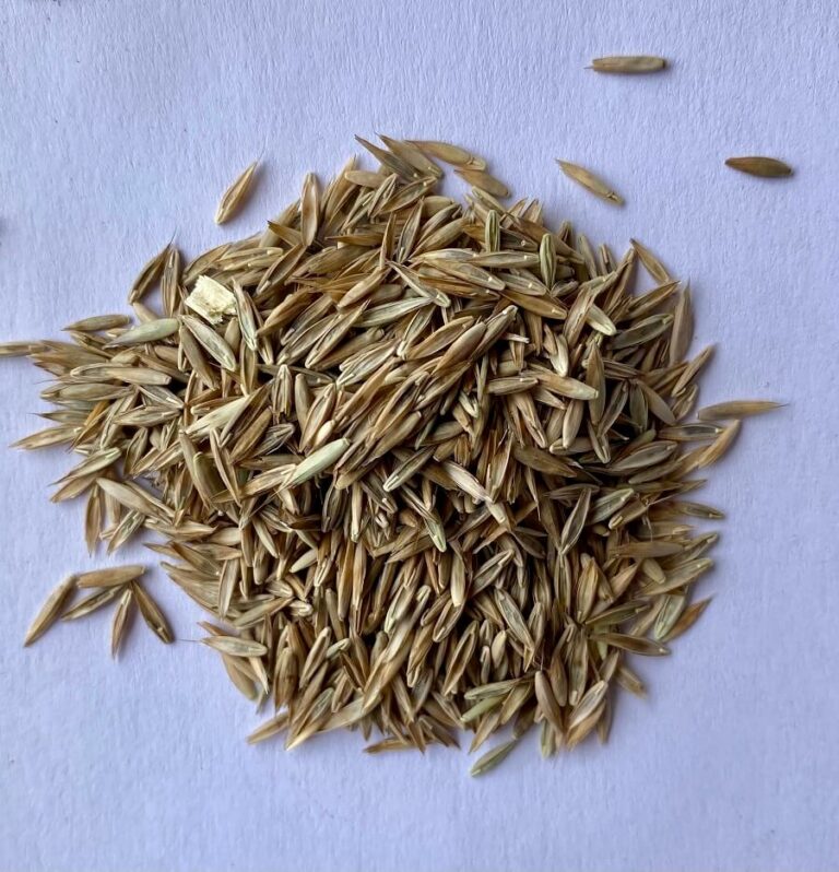 KENTUCKY 31 FESCUE