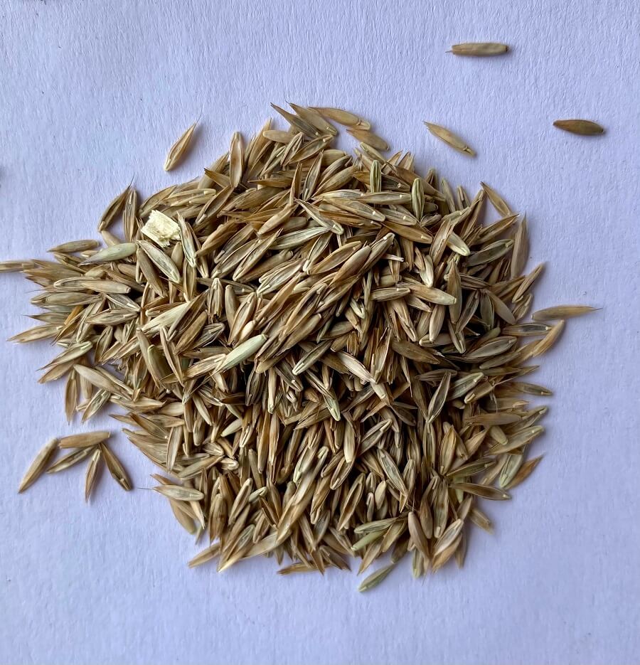 KENTUCKY 31 FESCUE