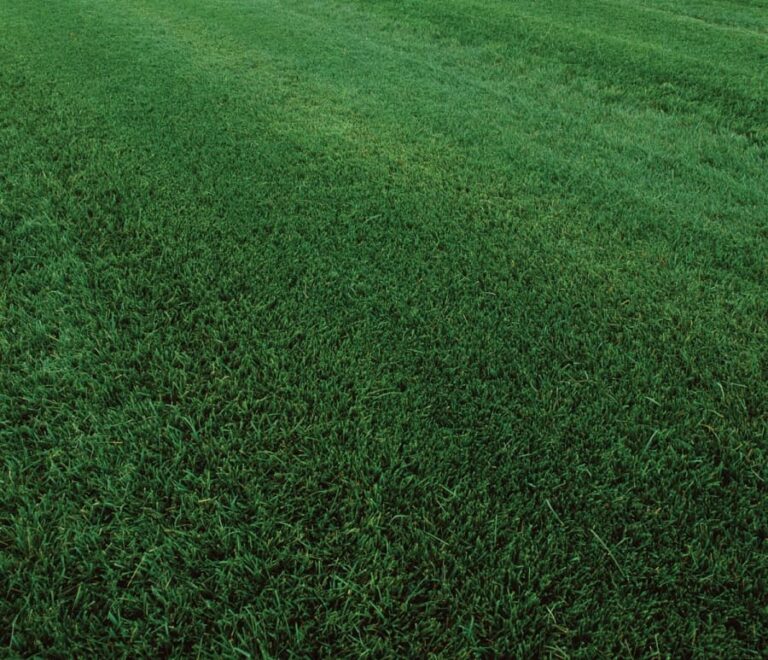 TURF SAVER RTF FESCUE W/ HGT BLUEGRASS