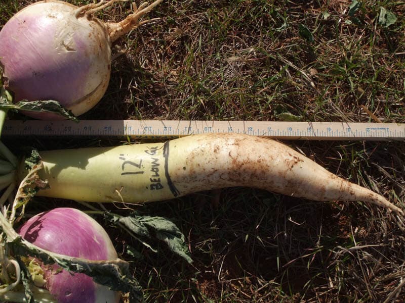 PURPLETOP TURNIPS