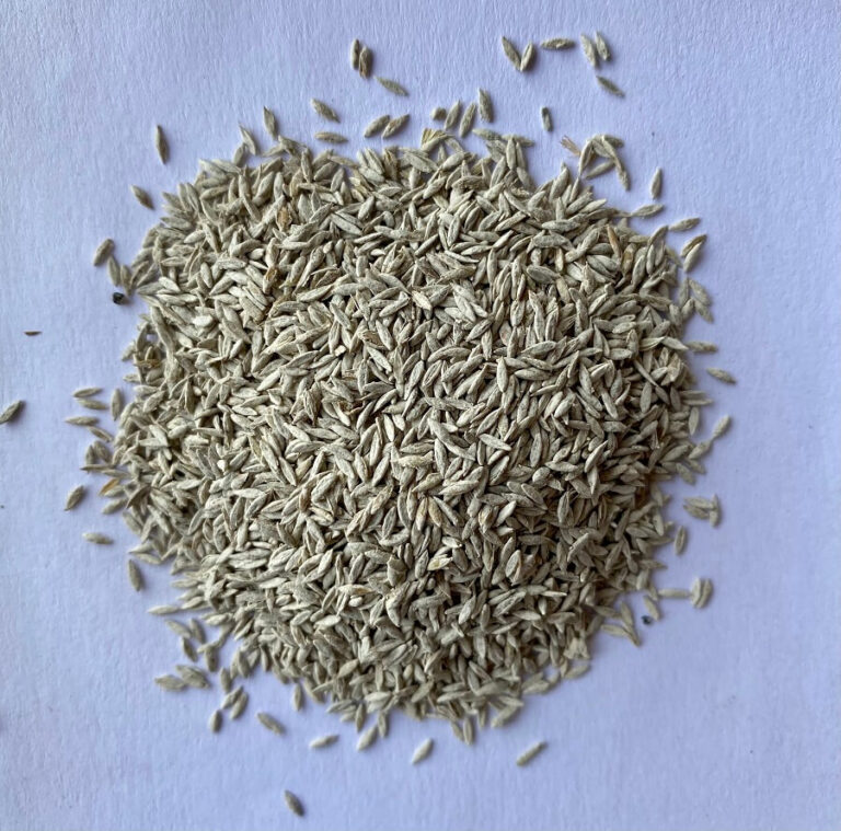 RED RIVER CRABGRASS
