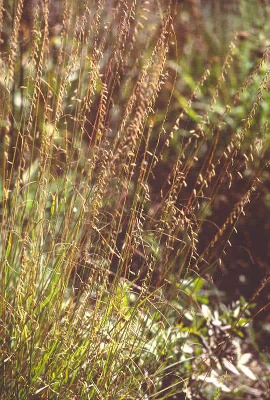 EL RENO SIDEOATS GRAMA