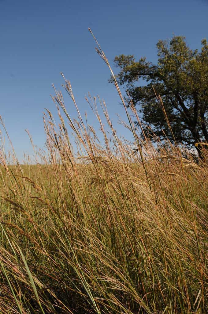 KAW BIG BLUESTEM