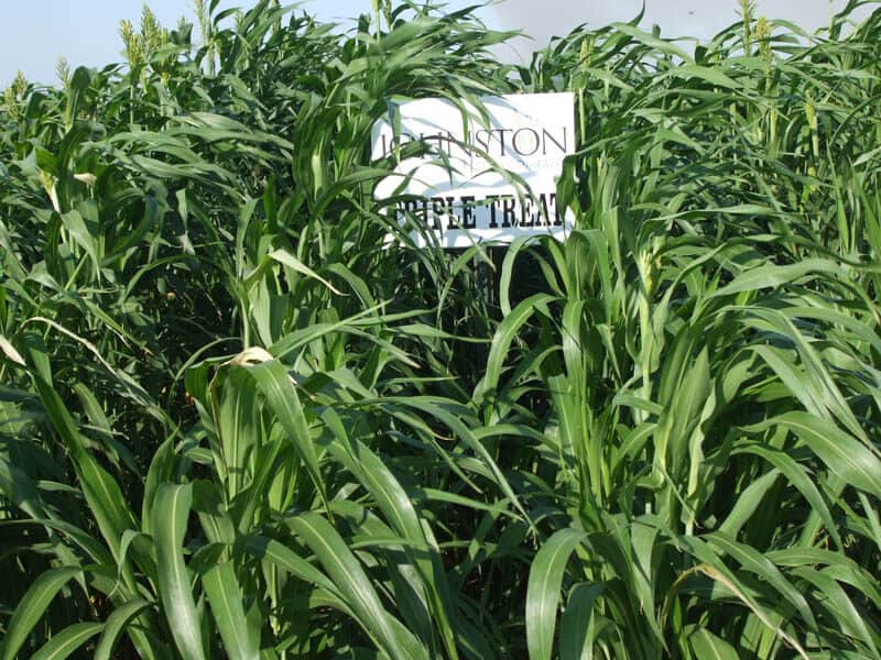 TRIPLE TREAT SORGHUM SUDANGRASS