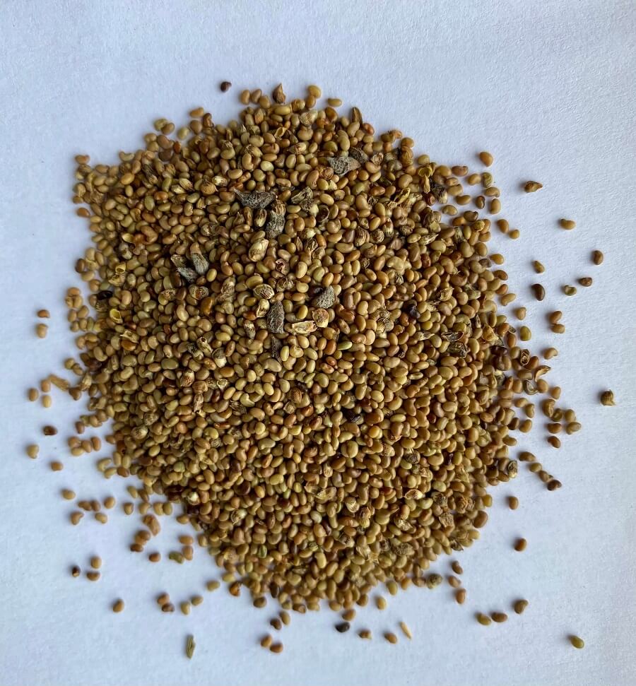 WHITE PRAIRIE CLOVER