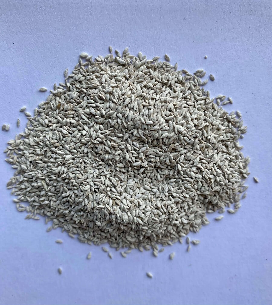WRANGLER BERMUDAGRASS
