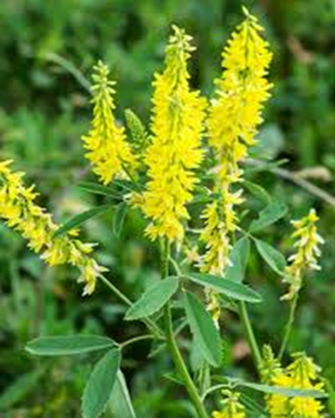 YELLOW SWEET CLOVER