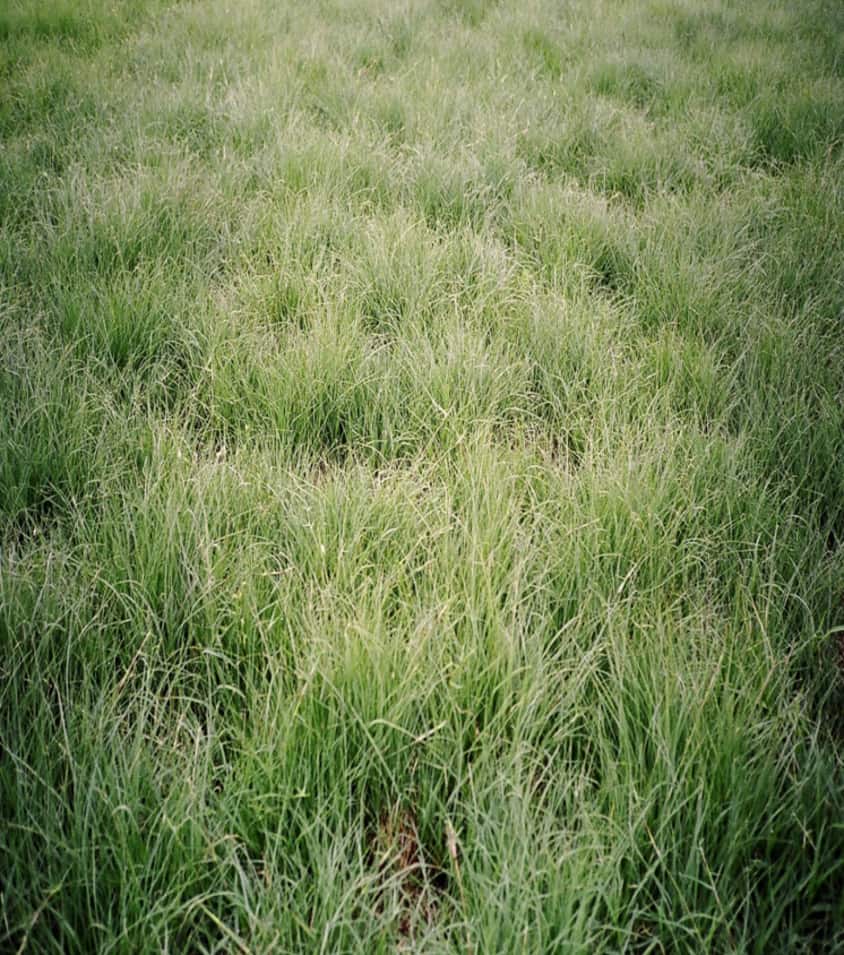 TEXOKA BUFFALOGRASS