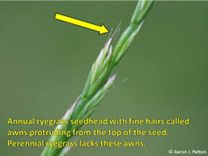 COMMON ANNUAL RYEGRASS