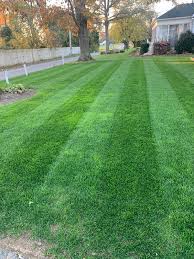 CHAMPION GQ PERENNIAL RYEGRASS