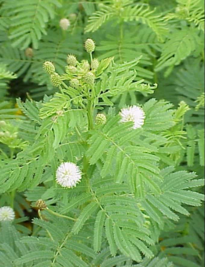 ILLINOIS BUNDLEFLOWER