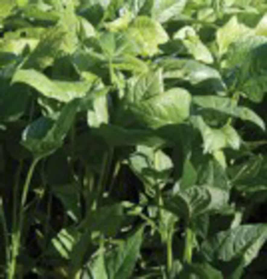 CHINESE RED COWPEA