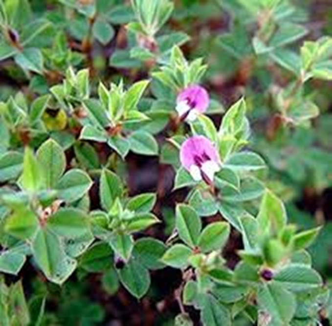KOREAN LESPEDEZA