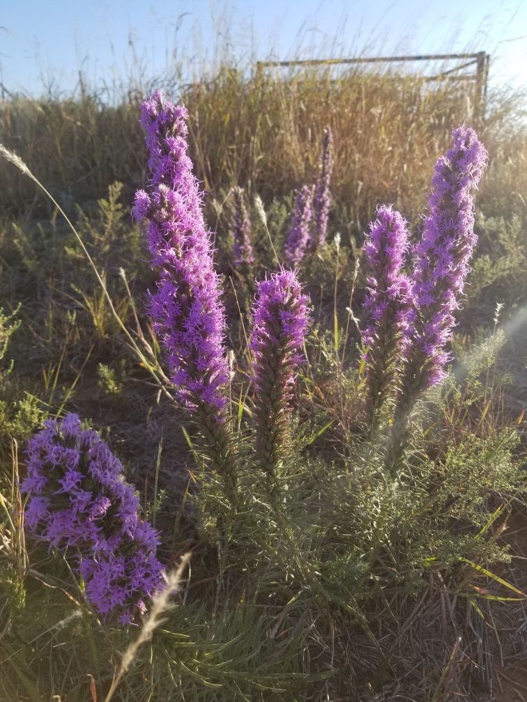 PRAIRIE BLAZING STAR