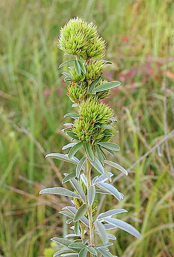 ROUNDHEAD LESPEDEZA