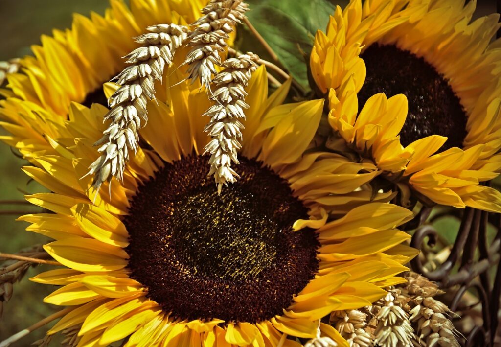 JS880CLNSDM SUNFLOWERS